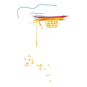 小船鸟