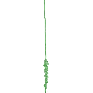 绿色植物藤蔓装饰