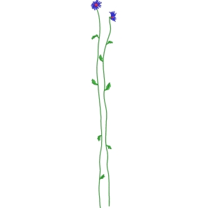 蓝色花朵植物插图