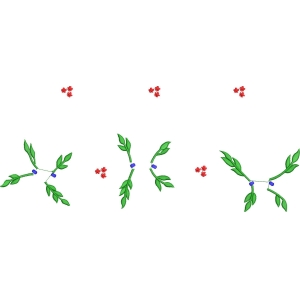 植物枝叶与红色花朵分布图