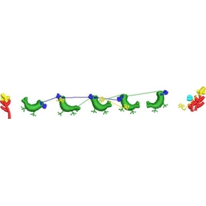 绿色生物链结构示意图