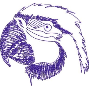 紫色鹦鹉头部素描