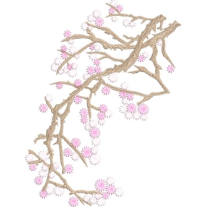 樱花枝条绽放