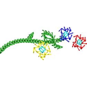 分子结构示意图