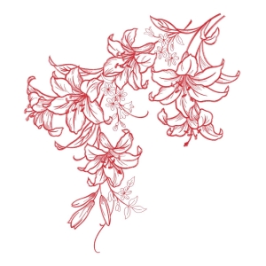 美丽花卉