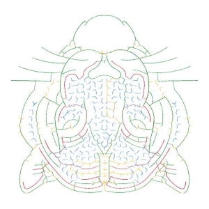 虎头珠绣