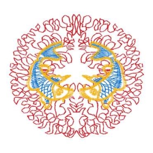 鲤鱼