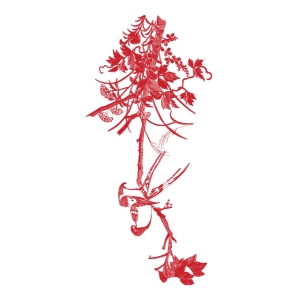 美丽花卉