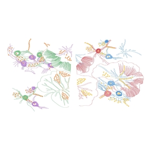 莲花