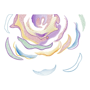 美丽花卉