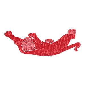 豹