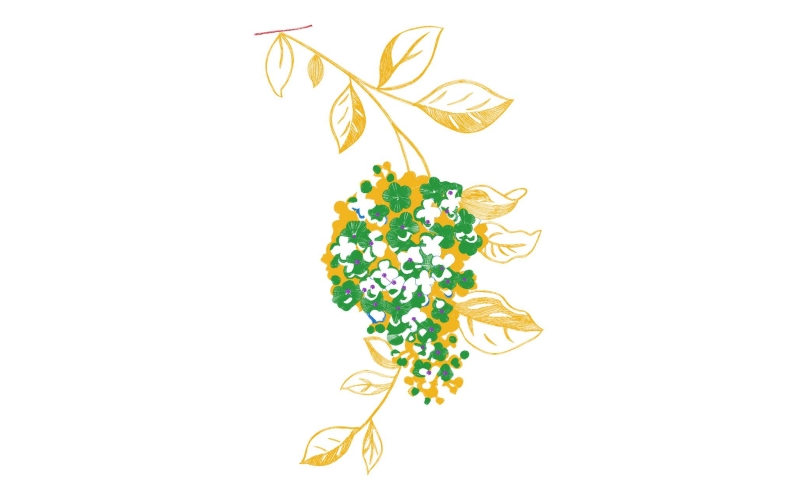美丽花卉