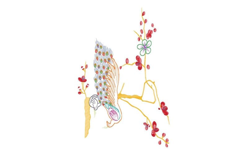 孔雀