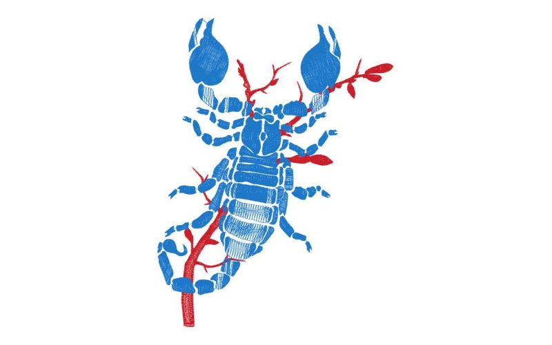 蝎子