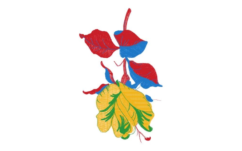 美丽花卉